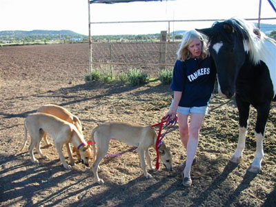 Mimi Smith, blonde, mid-forties, three red 6 month old Greyhound puppy littermates and Chispa, the paint horse.