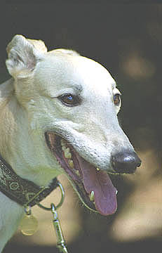 Gorgeous headshot of the blonde Greyhound, Christoffe, dressed in his ornate collar. Photo by Mary Thurston.