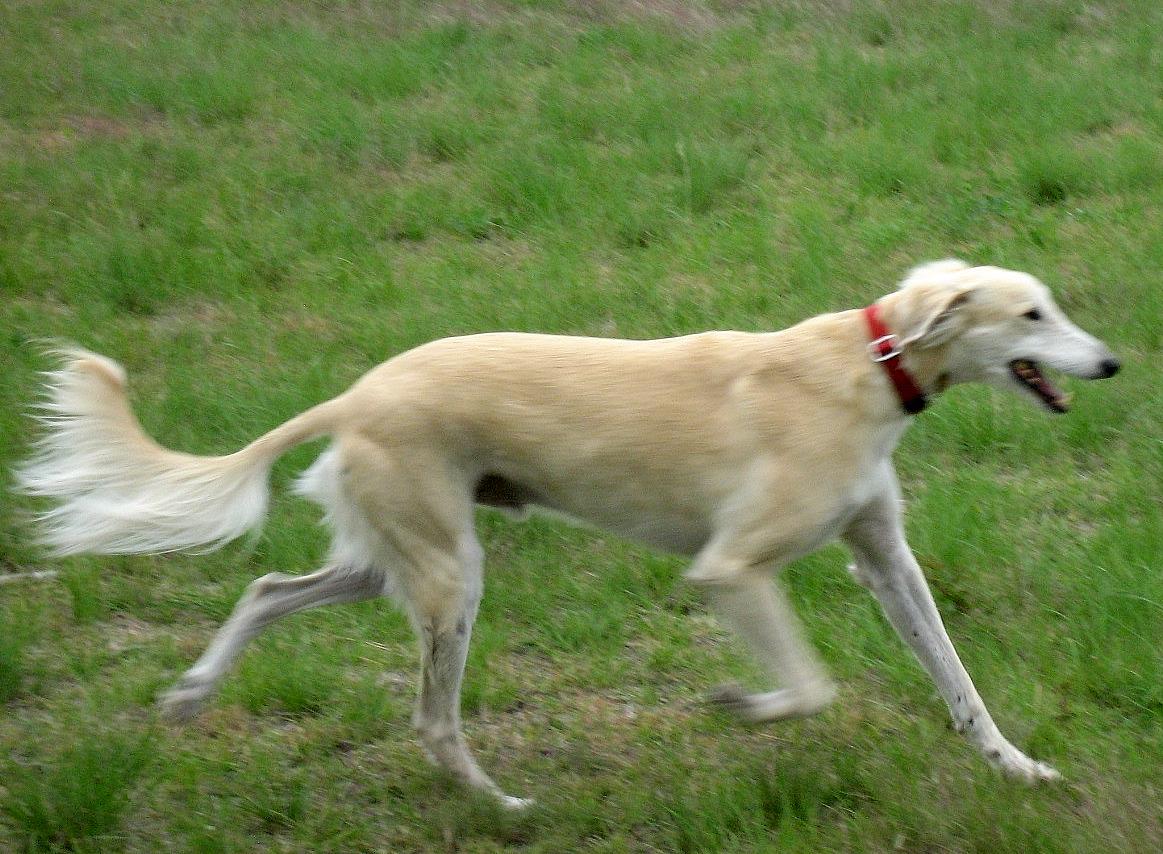 Gavilan is a blonde longer haired mix of Saluki and Greyhound.  He is trotting in a grassy field with a flowing tail.