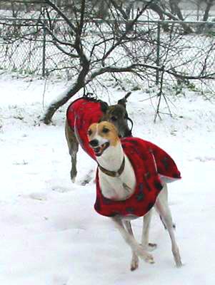 Two Greyhounds running in the snow, each wearing red coats.