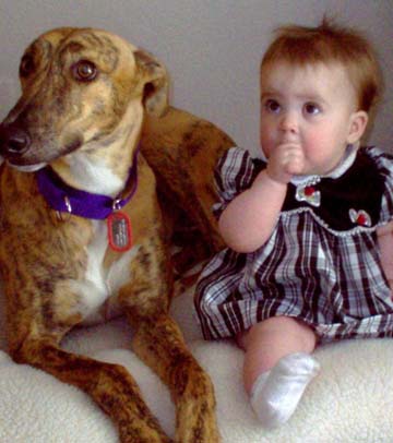 The red brindle Greyhound with a white chest is lying on a bed with a baby in a plaid dress, sucking her thumb.