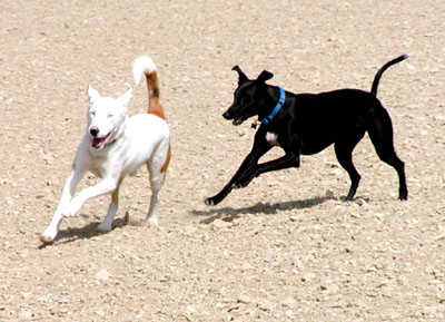 The black Greyhound, Razzmatazz, chases her white shepherd friend, Jack.