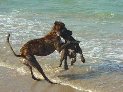 Rio, the brindle Greyhound, romping in the surf with his black Lab cross friend, Bambi.