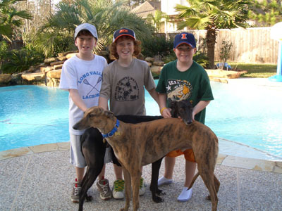 Young Tommy, Shane and Graham Casey with their two Greyhounds, Bowie, brindle, and Roller, black, in front of their pool.