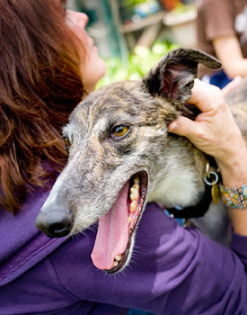 Greyhound leans head over a woman's shoulder.