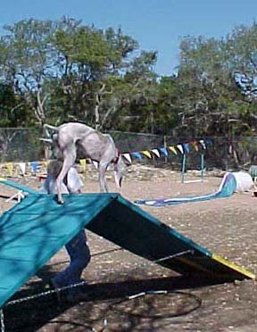 Giselle, a white and fawn Greyhound, walks over the A-Frame on an agility course.