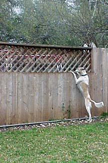 Avalon, red and white spotted Saluki/Greyhound, standing on her hind legs, peering over the fence, spying on the neighbors. This pretty girl looks like a Greyhound with longer hair.