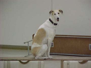 Avalon, red and white spotted Saluki/Greyhound, sitting on the Dog Walk obstacle in TTouch Class. This pretty girl looks like a Greyhound with longer hair.