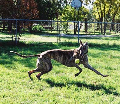 Lindsay, brindle Greyhound, romping with her ball