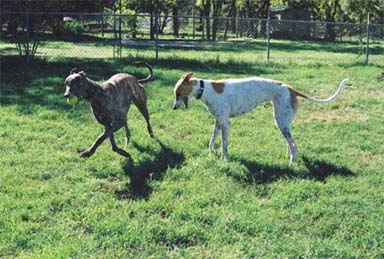 Lindsay, brindle Greyhound, running with ball while Lila, red and white Greyhound watches.