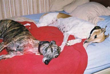 Lila, red and white Greyhound, and Lindsay, brindle Greyhound, lolling on their humans' bed.