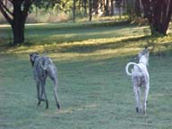 Two Greyhounds walking away from camera toward sunlit trees on a green lawn