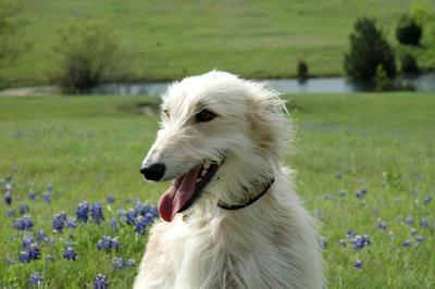 Chloe is a very wirehaired blonde mix of Greyhound, Wolfhound and Saluki.  This is a headshot, and the background is a field with some bluebonnets.