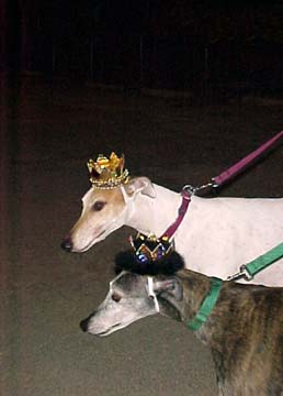 Corey, a large white Greyhound and his smaller grey brindle Greyhound girlfriend, Raine, wearing crowns at a party.