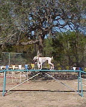 Giselle, a white and fawn Greyhound, walks on the dog walk obstacle on an agility course.