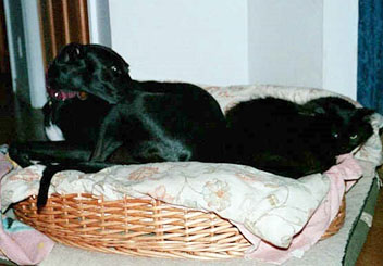 Gia, a black Greyhound curled up in a bed with her black cat friend, Gary.