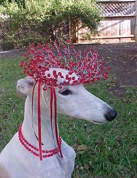 Giselle, fawn and white spotted Greyhound, is wearing an ethereal red wreath on her head, complete with a matching red bead necklace.