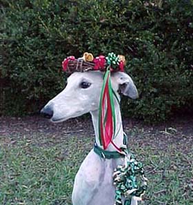 Giselle, fawn and white spotted Greyhound, looking regal, wearing a colorful Christmas wreath on her head. The wreath has red and green ribbons and balls.