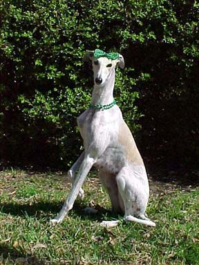 Giselle, fan and white spotted Greyhound, wearing a spectacular large green bow on her head, with a matching green beaded necklace.  She is definitely ready for St. Paddy's Day!