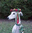 Giselle, fawn and white spotted Greyhound, looking regal, wearing a colorful Christmas wreath on her head. 