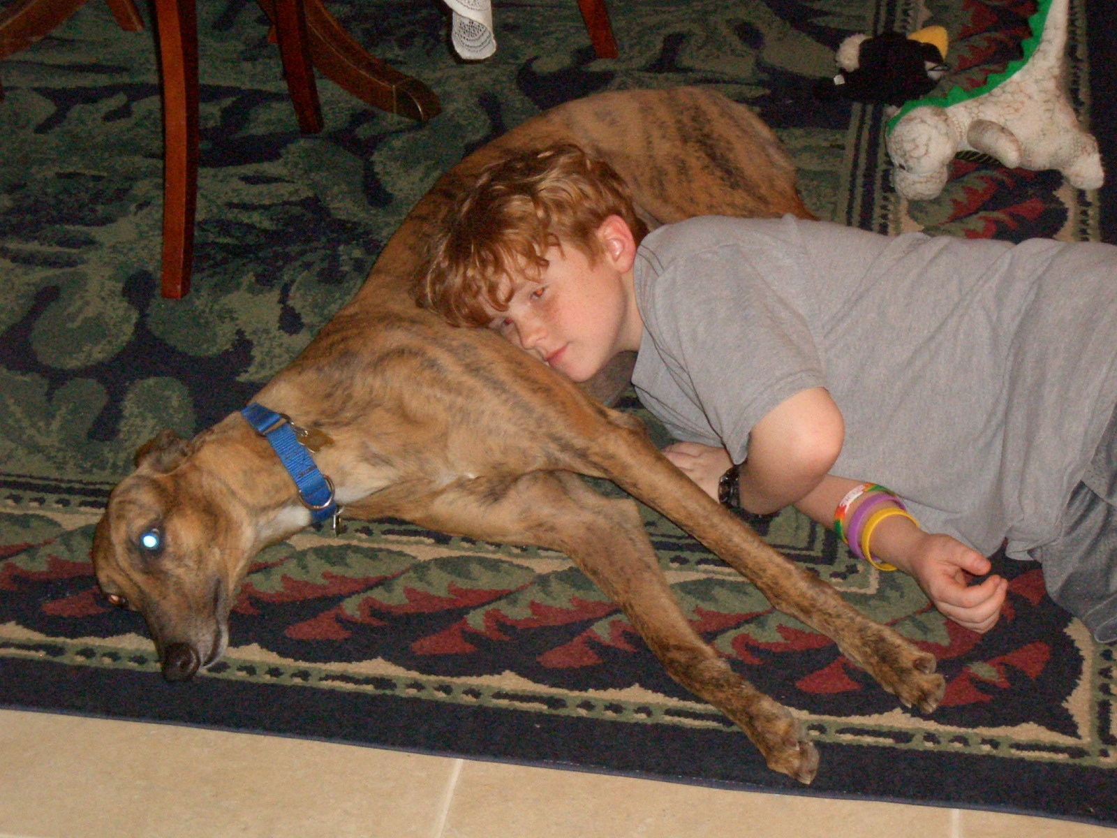 Young red-headed Graham Casey having a nap, resting his head on the also napping brindle Greyhound, Bowie.