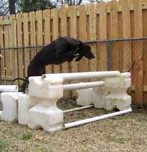 Black Greyhound jumping over an obstacle, facing right, full body profile