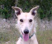 Laia, blonde Deerhound/Greyhound, looking startled.  Her wild hair-do makes her look like a wire-haired Greyhound.