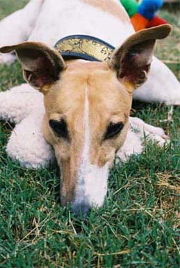 The beautiful white and red Greyhound, Lila, keeps a close watch over her stuffie (stuffed animal).