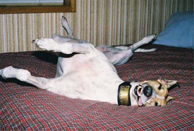 Lila, white and red Greyhound, lying upside down on the bed. Very silly!