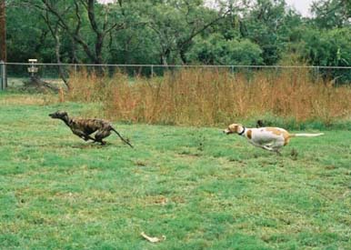 Lila, red and white Greyhound, and Lindsay, brindle Greyhound, racing in the backyard.