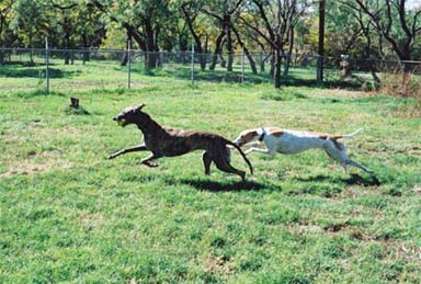 Lila, red and white Greyhound, and Lindsay, brindle Greyhound, racing in the backyard.