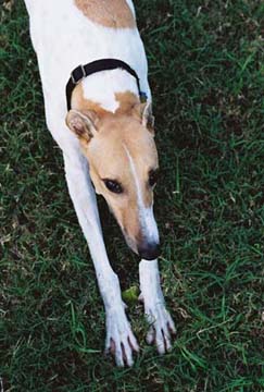 Lila, red and white spotted Greyhound, stretches out in a classic pose, kind of like a sphinx.