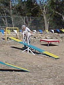 Giselle, a white and fawn Greyhound, cautiously walks a teeter-totter on an agility course. Her mom, Charlotte is helping her.