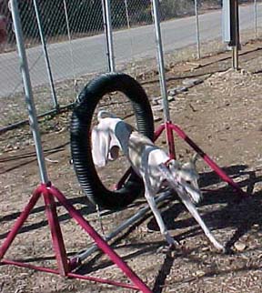 Giselle, a white and fawn Greyhound, jumps through a tire on an agility course.