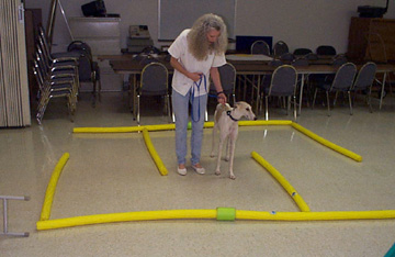 Charlotte Wilson helps her white and fawn spotted Greyhound, Giselle, navigate through a floor Labyrinth / floor maze at TTouch Class.