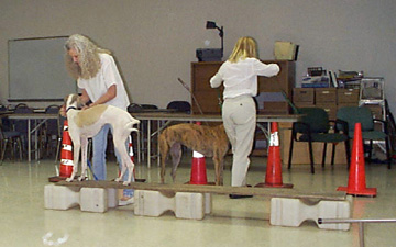 Charlotte helps her white and fawn spotted Greyhound, Giselle, walking an elevated plank / Dog Walk in TTouch Class.  In the background a brindle greyhound is doing a weaving exercise with cones.