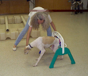 Charlotte lures her white and fawn spotted Greyhound, Giselle, under an obstacle in TTouch Class.