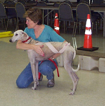 Daisy, fawn and white spotted Greyhound, is receiving TTouch from her mom, Patti in TTouch Class.  Daisy is wearing an ace bandage wrap which gives her added confidence.