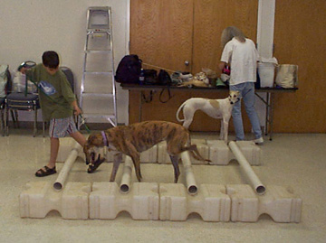 Young Austin leads his brindle Greyhound, Victoria, over the poles in TTouch Class.