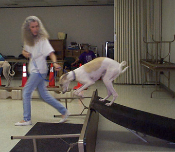 Charlotte helps her fawn and white spotted Greyhound, Giselle, hop off the top of a ramp in TTouch Class.