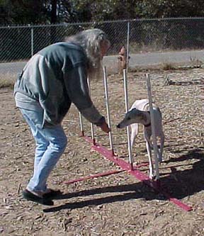 Giselle, a white and fawn Greyhound, navigates the agility weave poles, with Charlotte, her owner, offering treats for encouragement.